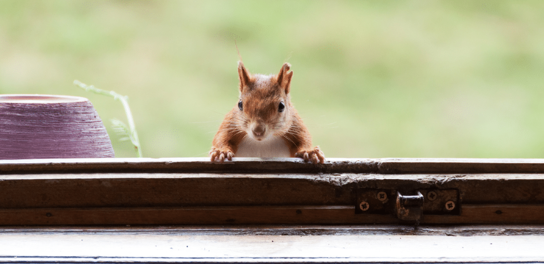 Keep Pests Out of Your Home, Secure Your HVAC System