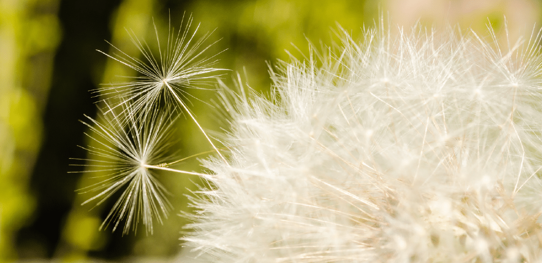 Don’t Let Allergy Season Affect Your Indoor Air Quality!