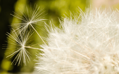 Don’t Let Allergy Season Affect Your Indoor Air Quality!