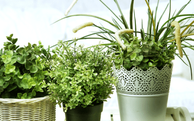 Improve Indoor Air Quality to Beat Blue Monday