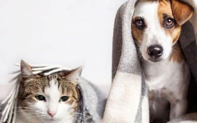 Save Money With Furnace Replacement