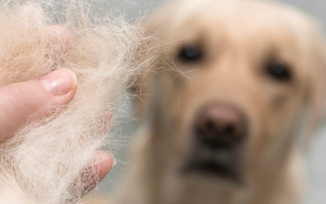 How Pets Can Affect Your HVAC System