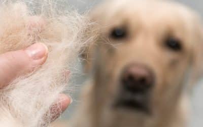 How Pets Can Affect Your HVAC System